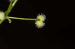 Hairy bedstraw